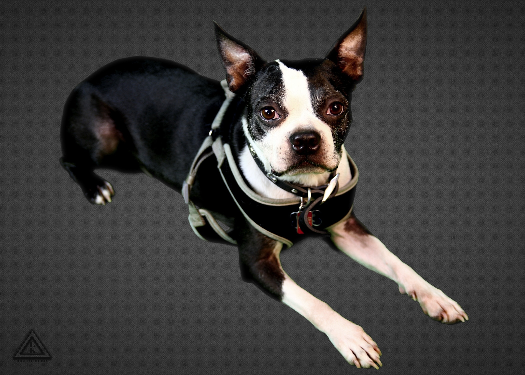 Studio Pet Portrait Photographer