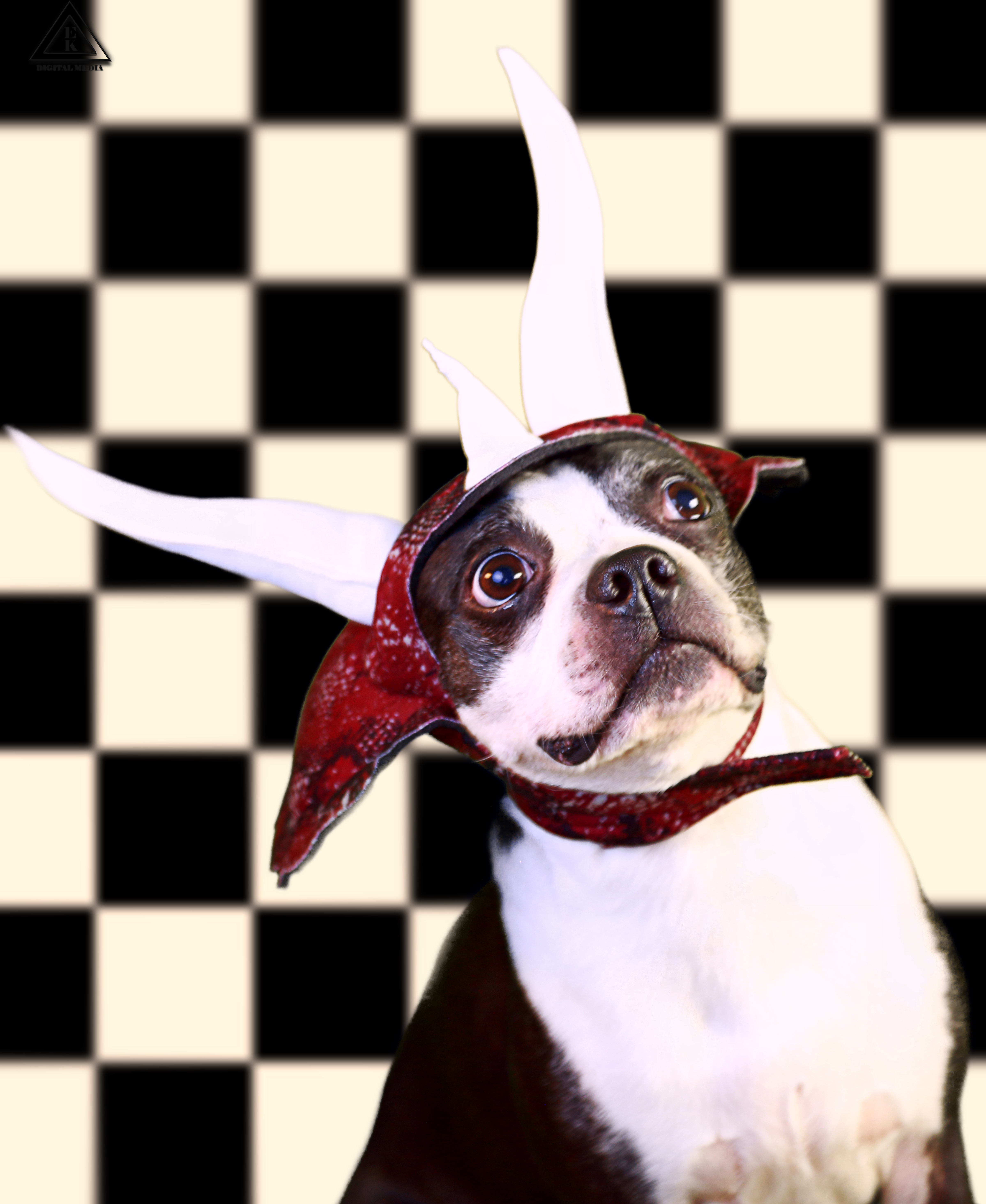 Boston Terrier Pet Studio Portait