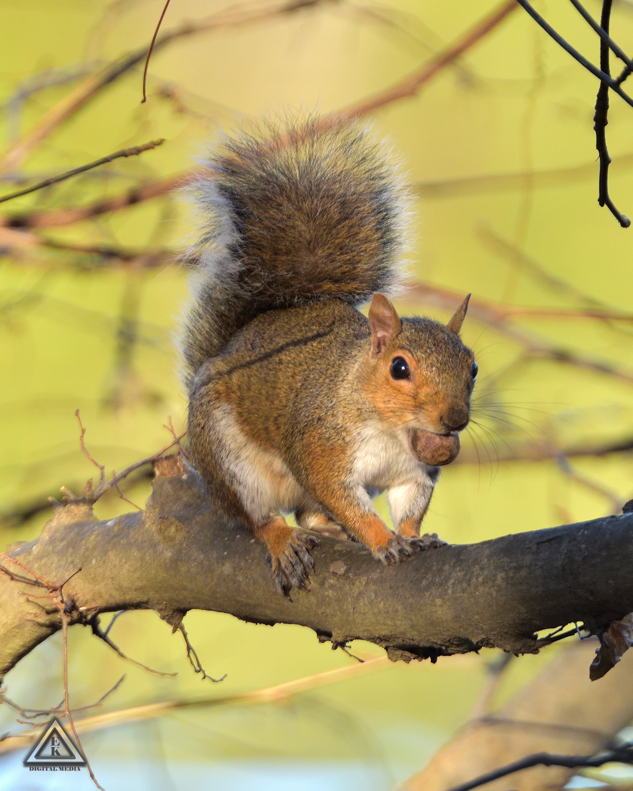 Wildlife Photographer